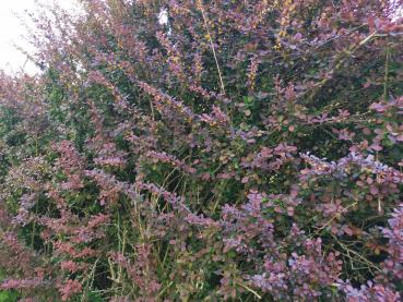 Preview: Berberitze Blätter mit Blüten Bio-Qualität zum Räuchern (Berberis)